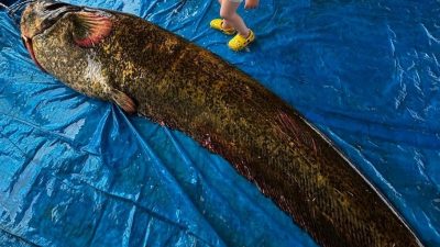 114 kilo, 2.15 metre: Demirköprü Baraj Gölü’nde yakalandı