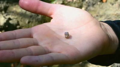 ABD'de Micherre Fox isimli bir