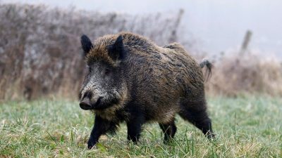 Kaliforniya’da avcılar, yaban domuzlarının etinde
