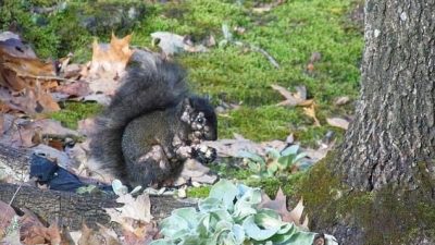 ABD ve Kanada’da bahçelerde görülen
