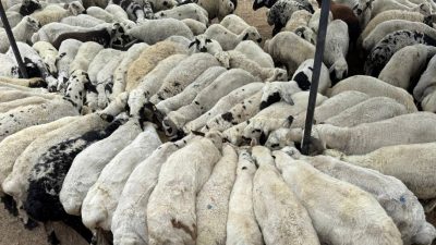 Adana’da şap hastalığı görüldü, hayvan hareketliliği durduruldu