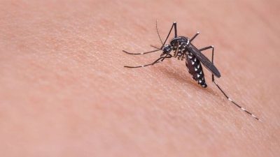 Avrupa’da sivrisinek alarmı