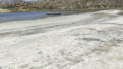 Bafa Gölü can çekişiyor: Kokudan yaklaşmak mümkün değil!