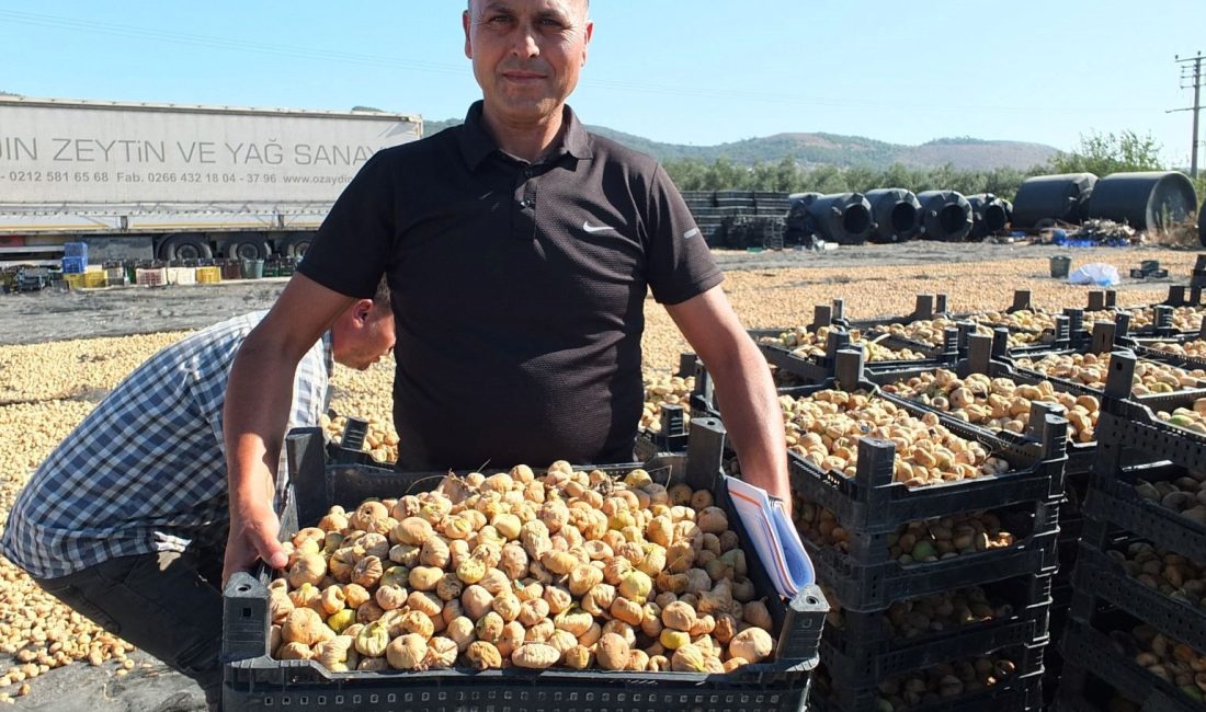 Balıkesir'in Havran ilçesinde incir