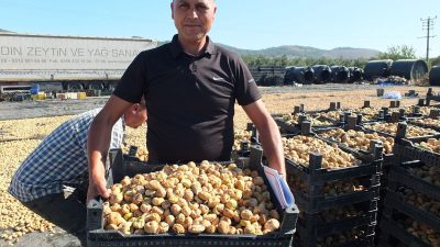 Balıkesir’de hasadı başladı: Çin ve Rusya’ya ihraç ediliyor