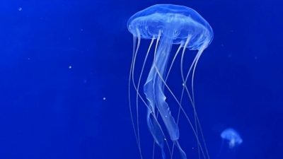 Fransa’nın kuzeyindeki Gravelines nükleer santrali,