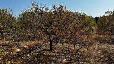 Bin dönümlük limon bahçesi kurudu