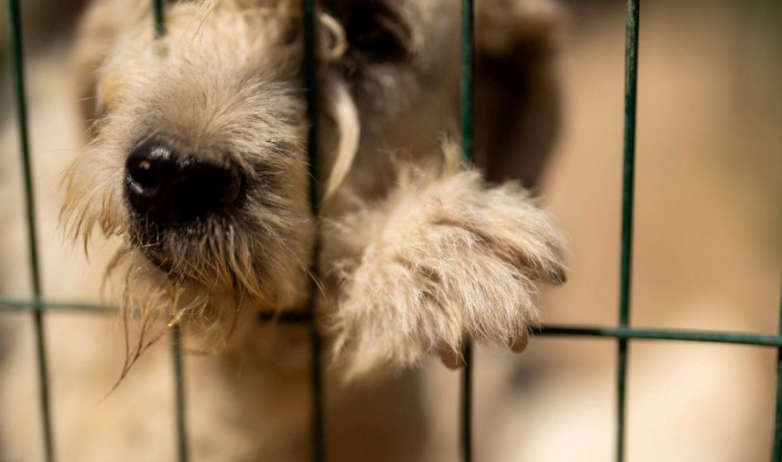 Hindistan Yüksek Mahkemesi, köpek
