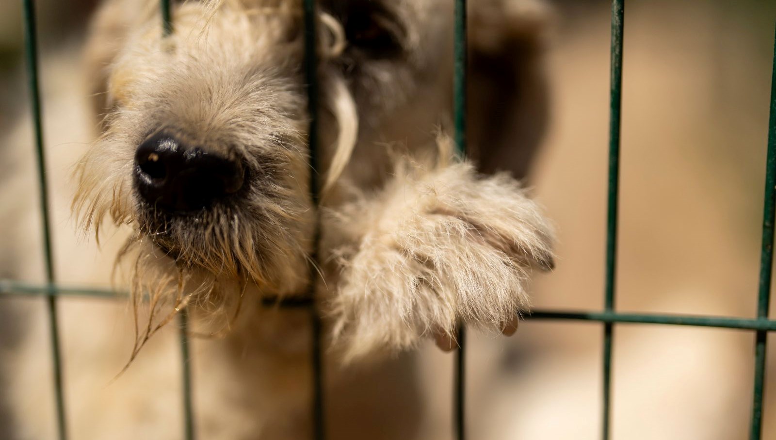 Bir imzayla 60 bin köpek kent dışına atılacak