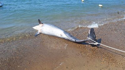 Bodrum’da meyyit yunus karaya vurdu