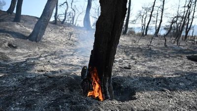 Bu yıl için av yasağı kararı