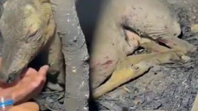 Çanakkale’de yürek burkan imajlar