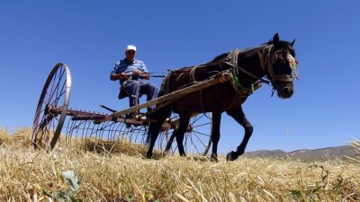 Çiftçiler ekim alanına indi: Tahıl hasadı başladı