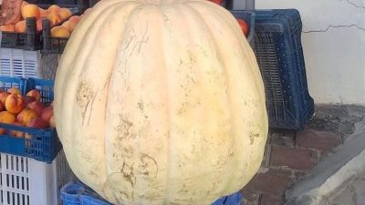 Devasa bal kabağı görenleri şaşırttı