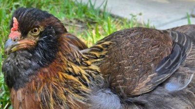 ABD’nin Teksas eyaletinde yaşayan Pearl