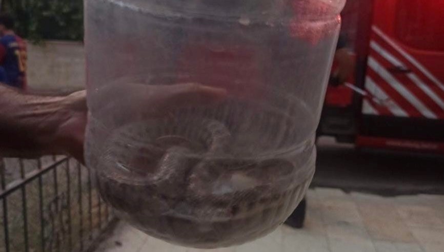 Elazığ’da bir binada engerek