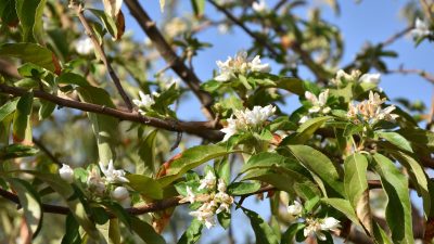Elma ağaçları ağustos ayında çiçek açtı