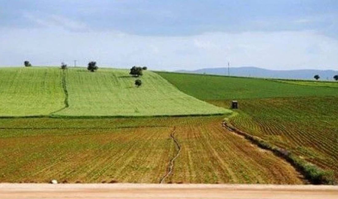 İki yıl üst üste