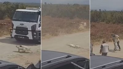 Ezdikleri köpekleri çöp kamyonuna atıp götürdüler