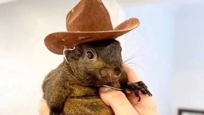 Toplumsal medya fenomeni sincap Peanut'ın