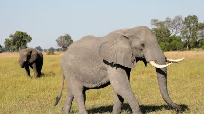 Filler beşerlerle yıllardır bağlantı kurmaya çalışıyormuş