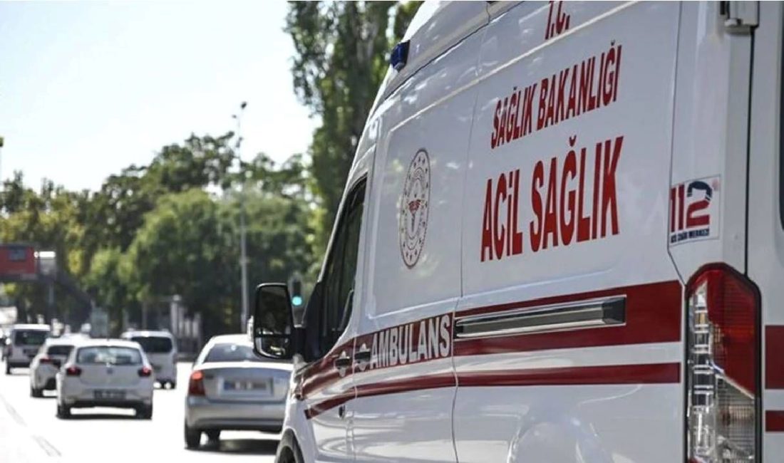 Giresun'da bahçede fındık toplarken