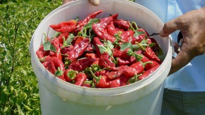 Gaziantep’te sofralık kırmızı biber hasadı başladı