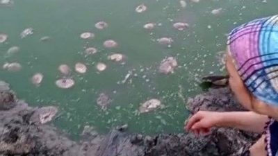 Gölette oksijen azaldı: Balık vefatları yaşandı