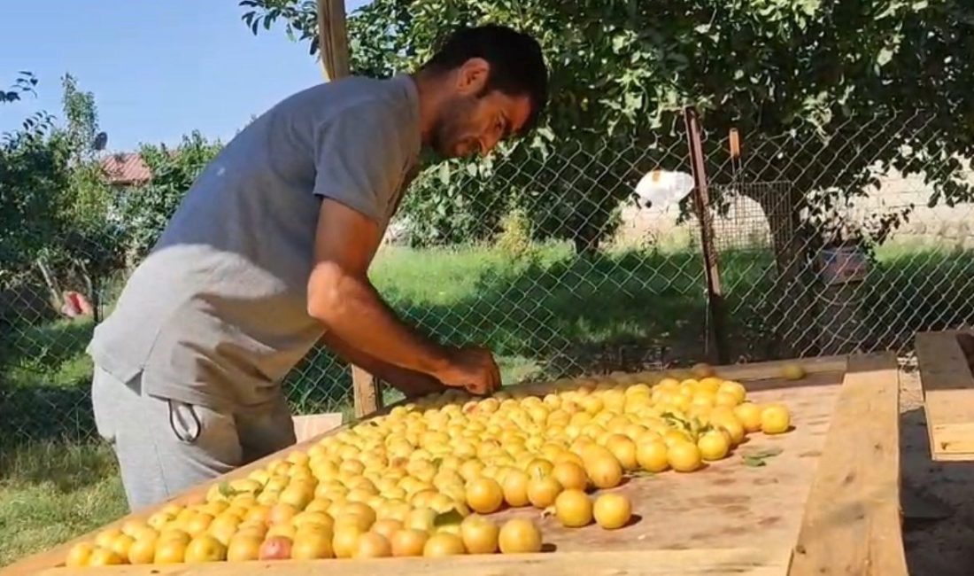 Iğdır'da vatandaşlar, bahçelerinden topladıkları