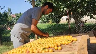 Güneşte kurutuluyor, pazarda satılıyor: Kış hazırlıkları başladı