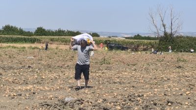 Hasattan vazgeçti, tarlasını vatandaşlara açtı