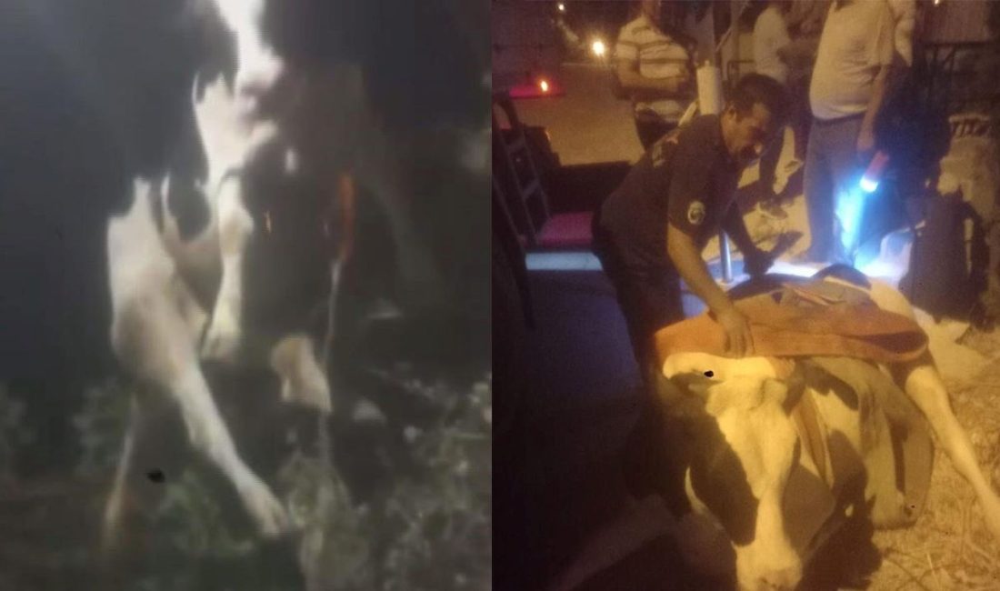 Hatay'ın Antakya ilçesinde sulama