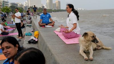 Hindistan, toplatılan köpekleri tekrar özgür bırakacak