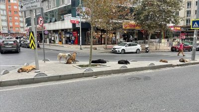 İstanbul Valiliği’nden 39 ilçeye sokak hayvanları yazısı