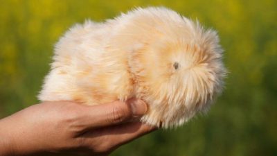 Japonya’da robot hayvan çılgınlığı: “4 milyon kişiliği var”