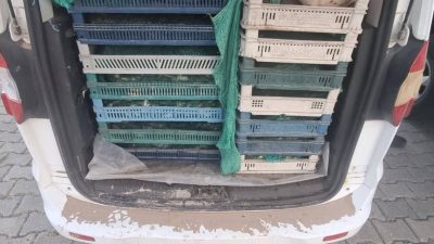 Kaçak avcılığa operasyon: 240 kilogram kurbağaya el konuldu