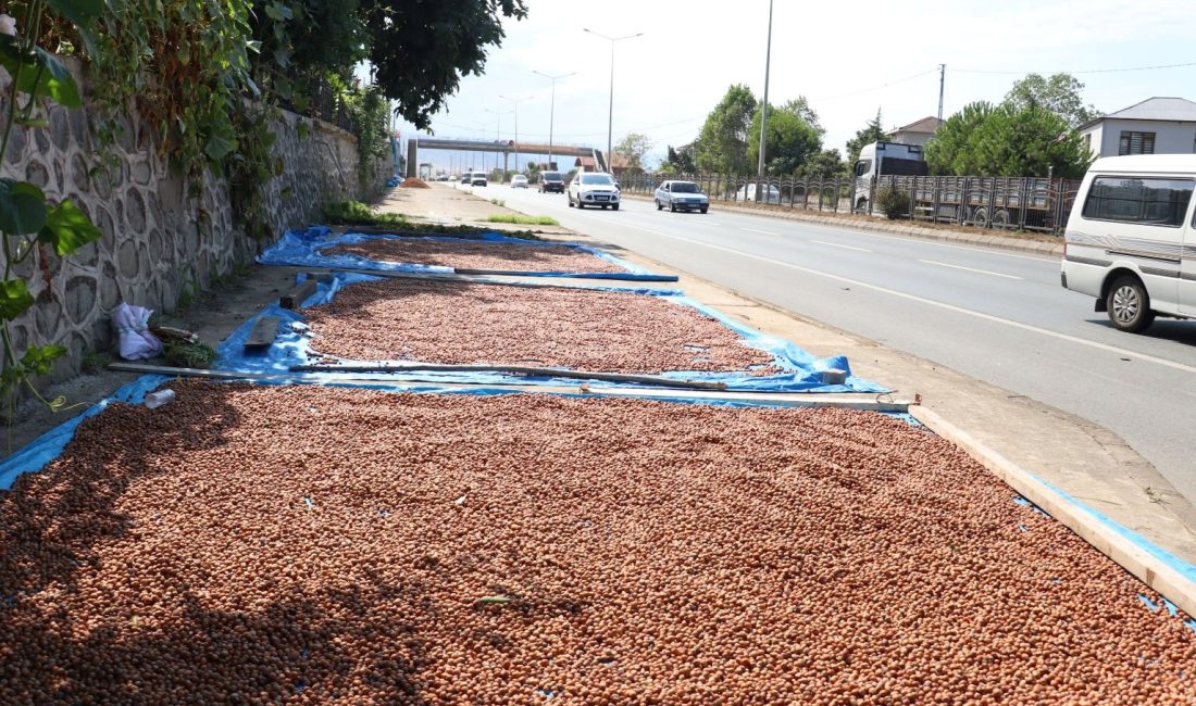 Karadeniz'de fındık kıyı kenarındaki