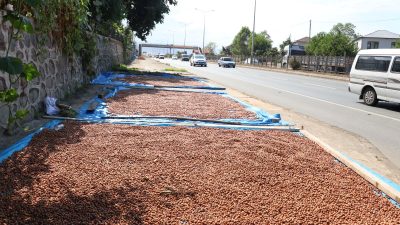 Kaldırımlarda fındık kurutma mesaisi