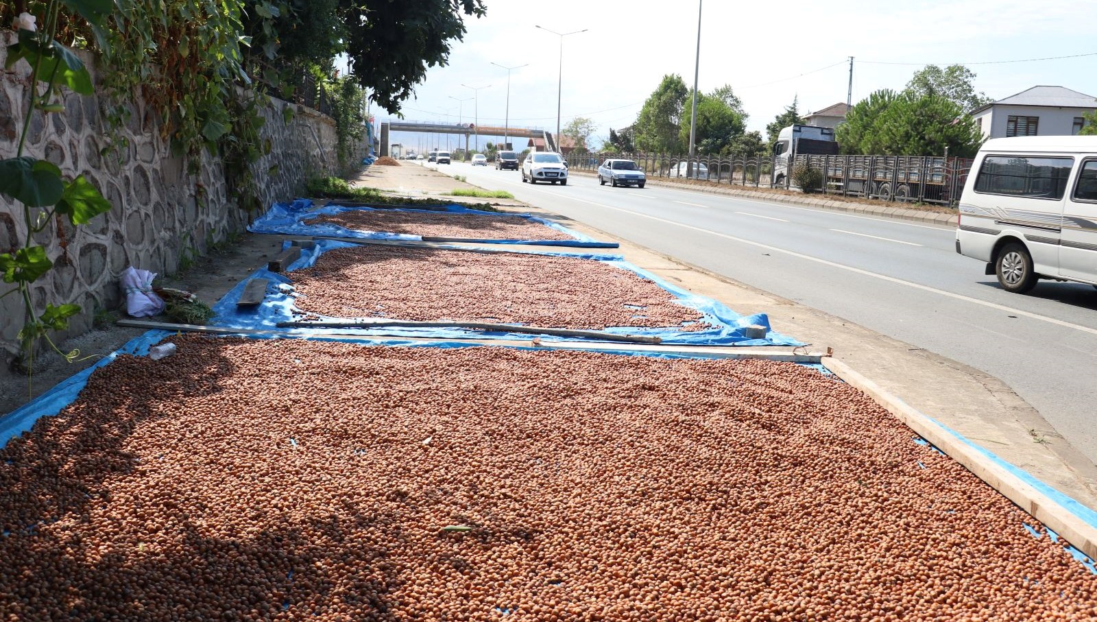 Kaldırımlarda fındık kurutma mesaisi