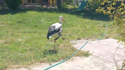 Kanadı kırık leylek muhafaza altına alındı