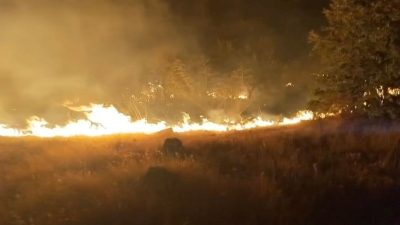 Kent çöplüğündeki yangın ağaçlık alana sıçradı