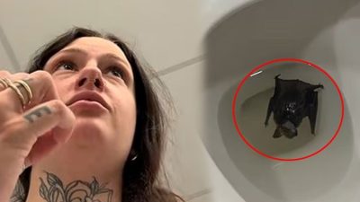 Kanada’nın Montréal kentinde yaşayan Alison