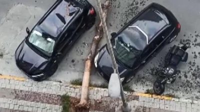 Kökü kuruyan ağaç arabaların üzerine devrildi