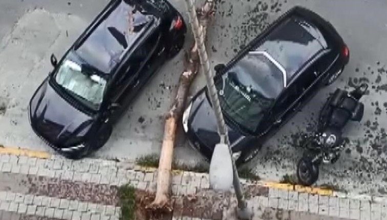 İstanbul Avcılar'da kökü kuruyan