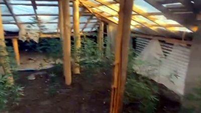 Konutun çatısını kenevir tarlasına dönüştürmüşler