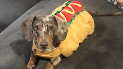 ABD'de bir mahkemenin, köpeklerin yasal olarak