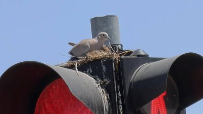 Kumru trafik ışığına yuva yaptı: Aksaray’da değişik olay