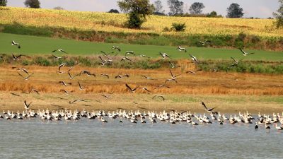 Leyleklerin göçü başladı