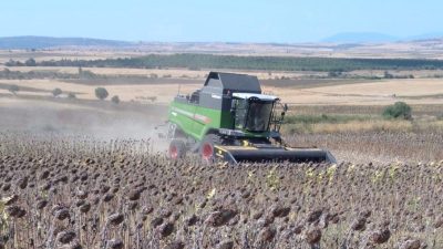 Manyas’ta ayçiçeği hasadı başladı