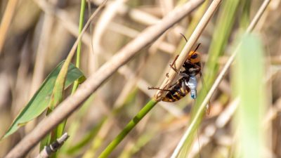 ABD’nin Güney Carolina eyaletinde, bir